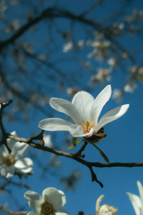 Magnolia blossom